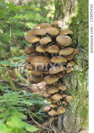 Naratake modoki Naratake modoki 13905450