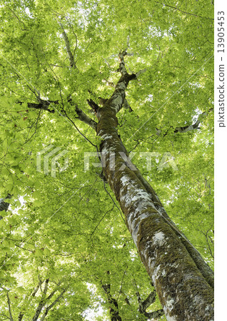 Beech forest Beech forest 13905453