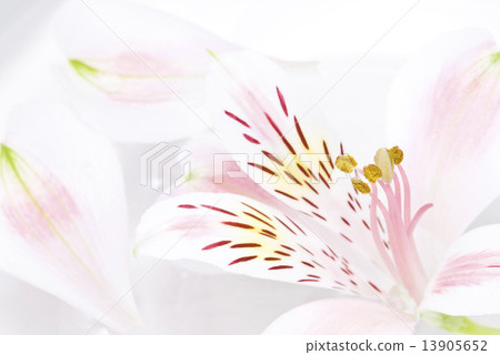 浮在水面上的花 13905652
