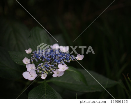 Toju公園的繡球花 13906135