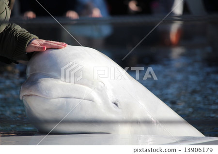 Smiling Silky Dolphin 13906179