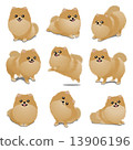 Pomeranian 13906196