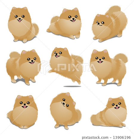 Pomeranian 13906196