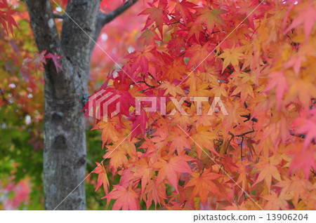 Iroha autumn leaves 13906204