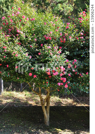 茶花 茶花 13906244