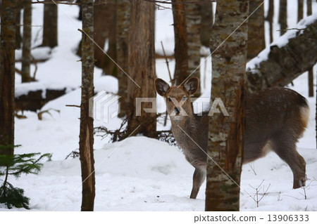 Ezoshika (Shiretoko) that appeared in the winter forest Ezoshika (Shiretoko) that appeared in the winter forest 13906333