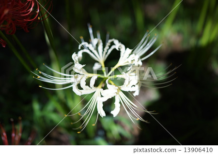  White flower 13906410