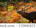 Ezo deer (Shiretoko) in autumn color 13906423