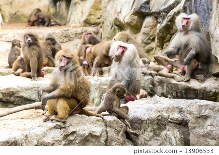 monkeys in the wild filmed close up 13906533