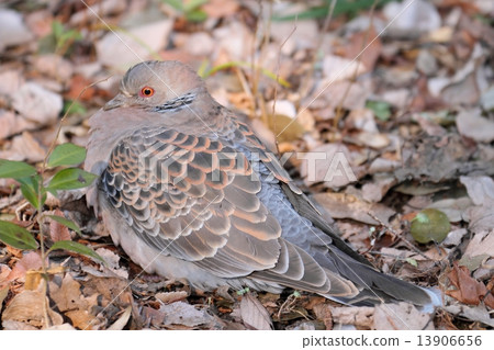 Turtledove Turtledove 13906656
