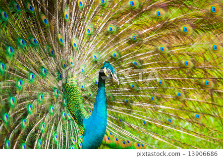 The Indian peafowl 13906686