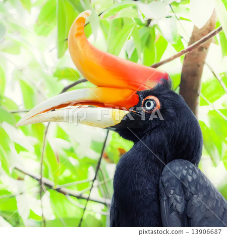 Hornbill 13906687