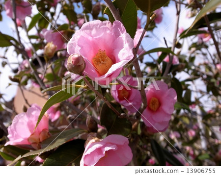 Camellia Camellia 13906755