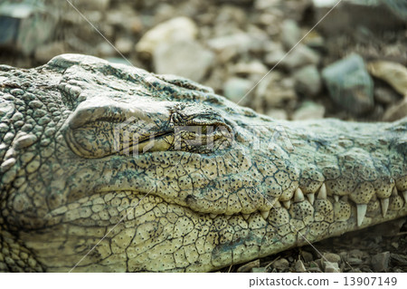 crocodile close up eye closes 13907149