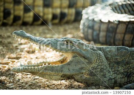 young American crocodile with open mouth 13907150