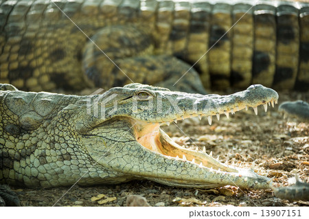 young crocodile lying on the rocky shore 13907151