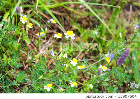 Wild flowers on a spring green meadow Wild flowers on a spring green meadow 13907604