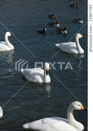 New Year's cards Rooster year swan duck 13907762
