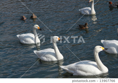 New Year's cards Rooster year swan duck 13907766