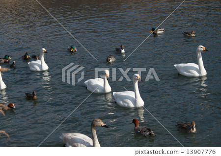 New Year's cards Rooster year swan duck 13907776