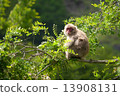 Japanese flowering macaques 13908131