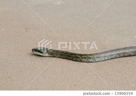 一條蛇 13908359
