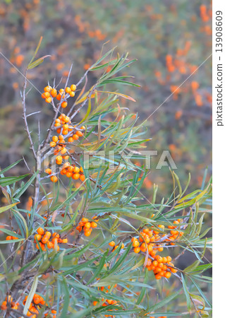 sea-buckthorn 13908609