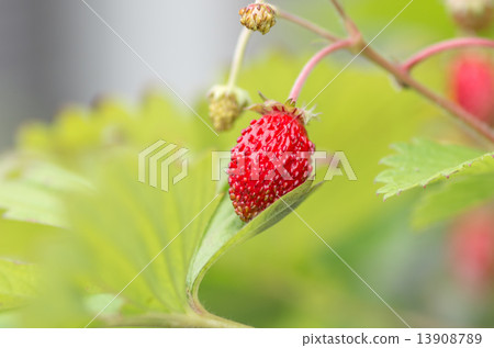 Wild strawberry fruit Wild strawberry fruit 13908789