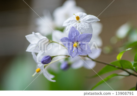蔬菜茄子 蔬菜茄子 13908791