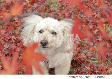 Maple and Poodle 13908898