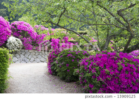 Funakuji開花 13909125