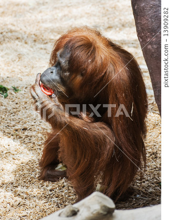 Female orangutan Female orangutan 13909282