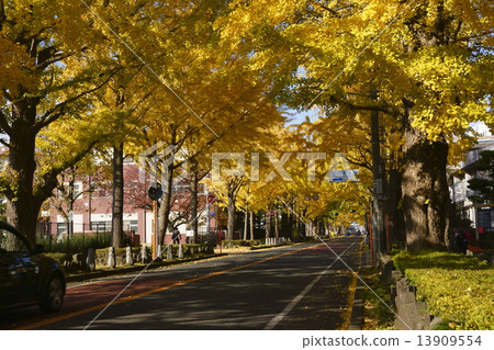 Mishima Nihon Boulevard 13909554