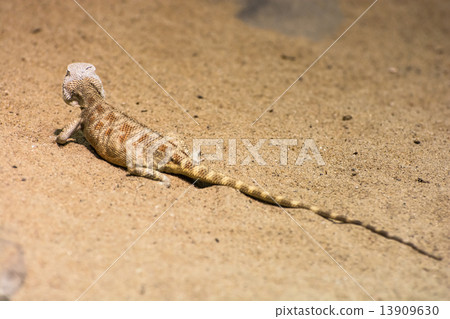 Steppe agama (Trapelus sanguinolentus) in the sand Steppe agama (Trapelus sanguinolentus) in the sand 13909630