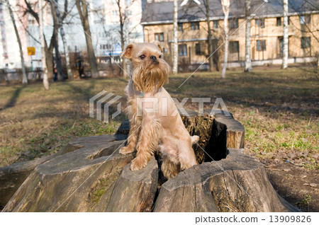 Dog  on walk in park 13909826