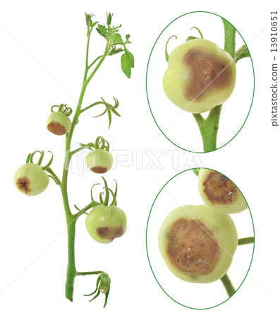 Blossom end rot of tomato - Calcium deficiency - plant disorder Blossom end rot of tomato - Calcium deficiency - plant disorder 13910651