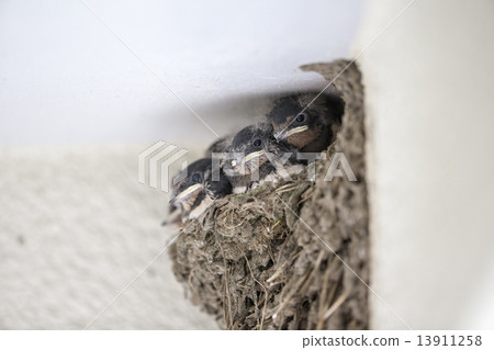 燕子的小雞孵化第15天 13911258