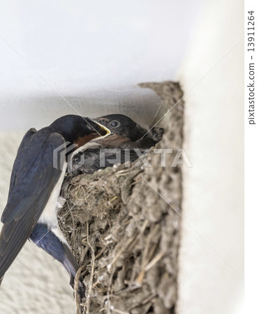 餵燕子的雛雞（孵化的第16天） 13911264