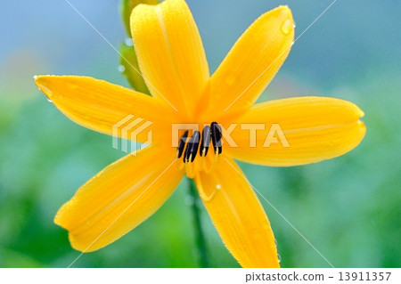 黃花菜 13911357