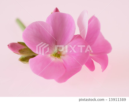 Herb geranium 13911389