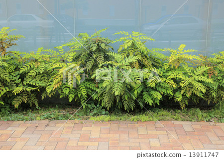 粳稻十大功勞 粳稻十大功勞 13911747