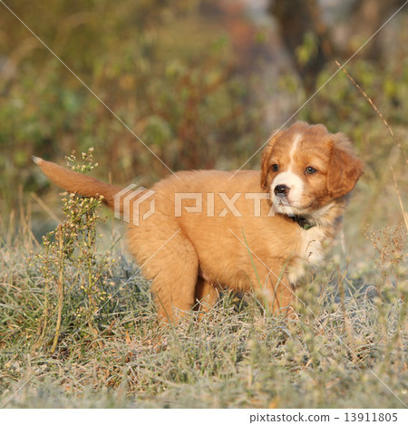 Amazing puppy of nova scotia in soft rime 13911805