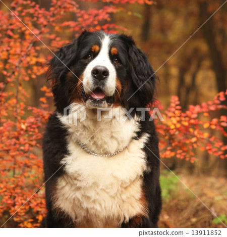 Beautiful bernese mountain dog sitting in autumn forest Beautiful bernese mountain dog sitting in autumn forest 13911852