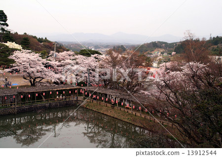 Cherry tree / Kasumigauri of Nipponmatsu Castle (Kasumiga castle) 13912544
