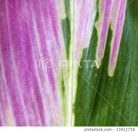 Leaf colors range Leaf colors range 13912739