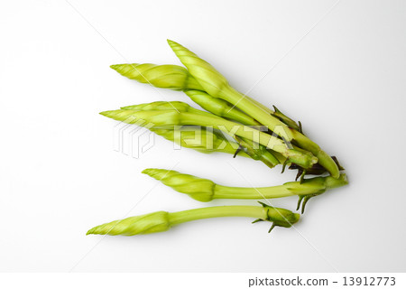 Ipomoea alba flower Ipomoea alba flower 13912773