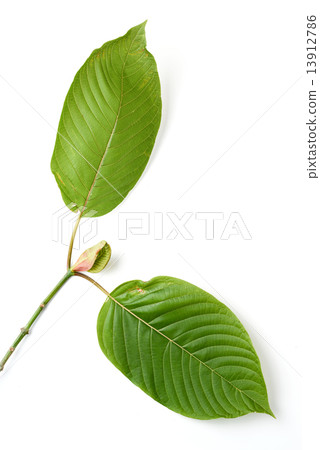 mitragyna speciosa mitragyna speciosa 13912786