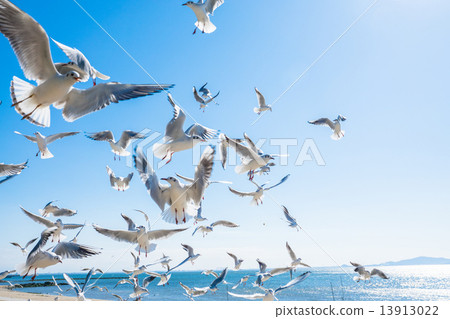 一群撲打的海鷗 13913022