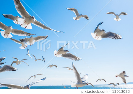 一群撲打的海鷗 13913023
