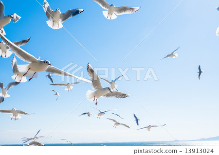 一群撲打的海鷗 13913024